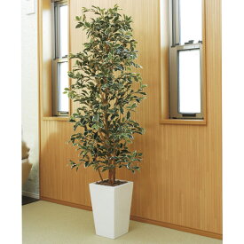 楽天市場 グリーンフェンス 種類 植物 ガジュマル 花 ガーデン Diy の通販 楽天市場 グリーンフェンス 種類 植物 ガジュマル 花 ガーデン Diy の通販
