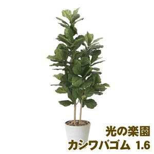 ̊y (2126A380-50) JVoS 1.6  93895