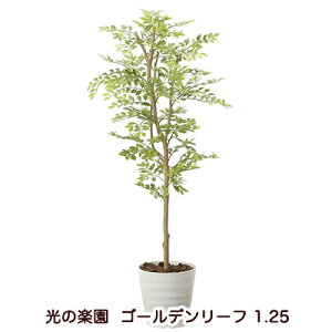 �����̊y�� (2013A200-36) �S�[���f�����[�t 1.25 �������� 94169