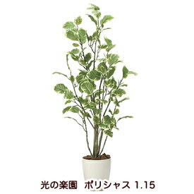 楽天市場 沖縄 観葉植物 種類 植物 ポリシャス の通販 楽天市場 沖縄 観葉植物 種類 植物 ポリシャス の通販
