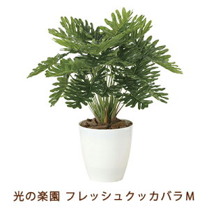 ̊y (2215A75-63) tbV NbJo M  99495