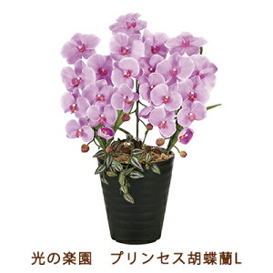 y|Cg3{ Ԍz̊y (2265K60-80) vZX Ӓ L  99519