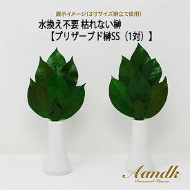 【ポイント3倍 期間限定】 ●(郵送) 水換え不要 枯れない 榊 プリザーブド 榊 SS（1対） [SKK-007SS] A＆K 送料無料 75588