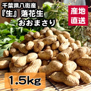 y5%OFF Ԍz Ԑ ܂ 1.5kg @肽 tY XY s[ic 嗱 Gߌ 