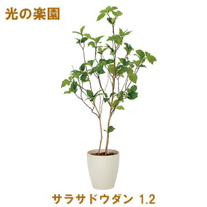 �y�l�l�w���\�z�����̊y�� (2323A210-46) �T���T�h�E�_�� 1.2 �������� 95083
