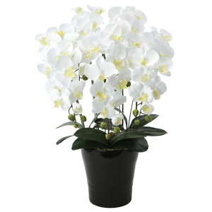 �y�l�l�w���\�z�����̊y�� (654A150-79) �N�C�[���Ӓ���5�{��W �������� 92631