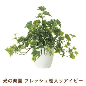 �y�l�l�w���\�z�����̊y�� (2253A50-66) �t���b�V�� ������ �A�C�r�[ �������� 99502