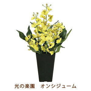 �y�l�l�w���\�z�����̊y�� (2261A50-95) �I���V�W���[�� �������� 99530