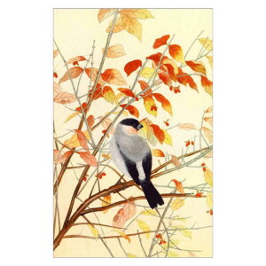 R^CvG͂qGܑ ܂@E\ƃjVLMr򏟎Ey@BC-037