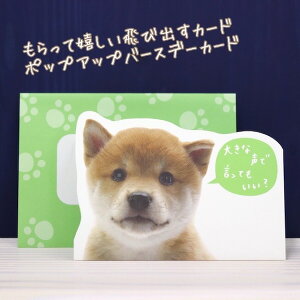バースデー カード 犬 グリーティングカードの通販 価格比較 価格 Com