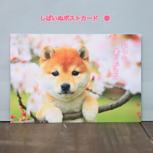 t̗DiFČƂƂɂ͂܂Č|XgJ[h肪Ƃ