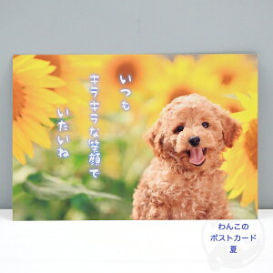 gCv[h̃|XgJ[hEĂLLȏΊł