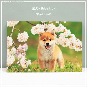 t̗DiFČƂƂɂ͂܂Č|XgJ[htTɍs