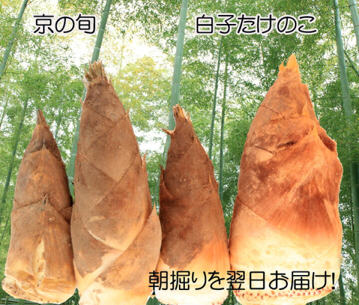楽天市場】2025年 予約 朝堀り当日発送 京たけのこ筍2kg（優品) 京都 