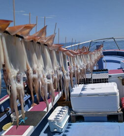 釣りたて！ 肉厚 スルメイカ 一夜干し お歳暮 国産 送料無料 (180g以上/1枚) いか一夜干し 厚身 一夜干 イカ焼き いか お取り寄せグルメ 珍味 干物 つまみ 冷凍 送料無料