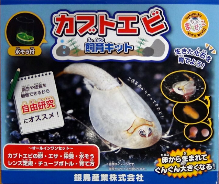 楽天市場 自由研究 生き物飼育セット カブトエビ飼育キット 銀鳥産業 生き物観察 教材自立共和国
