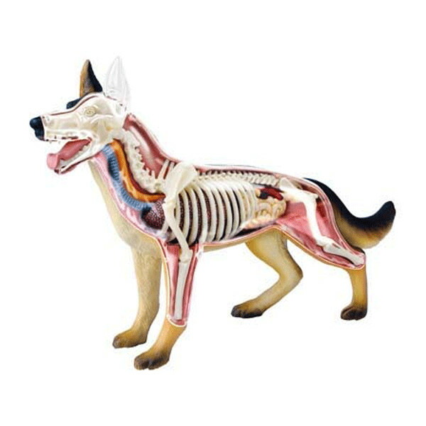 教材 模型  4D VISION 動物 解剖 No.18 （ 犬 解剖モデル ）生き物 体の作り