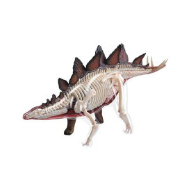 教材 模型 4D VISION 動物 解剖 No.25 （ ステゴサウルス 解剖 モデル ）生き物 体の作り