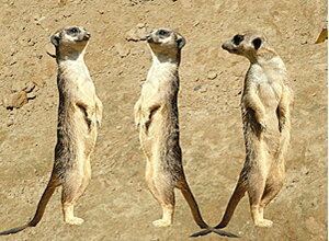 LM 3D|XgJ[h hCc ~[ALbg KL112 |XgJ[h O[eBOJ[h J[h o[XfBJ[h pfBJ[h