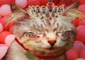 LM 3D|XgJ[h hCc HappyBirthday CAT lR KL226 o[XfBJ[h |XgJ[h O[fBOJ[h |XgJ[h