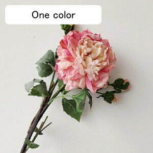   CeA  ڂ 2{ ͂Ȃ Q   ItBX ̓  a j JXj  EFfBO p[eB[ v[g ʐ^ A[gt