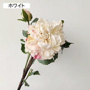   CeA  ڂ 2{ ͂Ȃ Q   ItBX ̓  a j JXj  EFfBO p[eB[ v[g ʐ^ A[gt