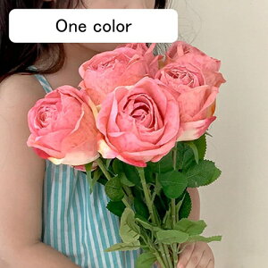   CeA  o 5{ ͂Ȃ Q   ItBX ̓  a j JXj  EFfBO p[eB[ v[g ʐ^ A[gt