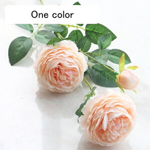   CeA  O 1{ ͂Ȃ Q   ItBX ̓  a j JXj  EFfBO p[eB[ v[g ʐ^ A[gt