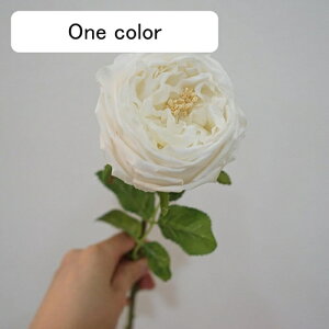   CeA  o 1{ ͂Ȃ Q   ItBX ̓  a j JXj  EFfBO p[eB[ v[g ʐ^ A[gt