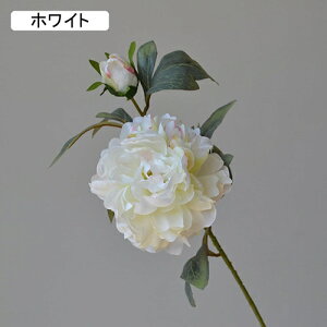   CeA  ڂ 1{ ͂Ȃ Q   ItBX ̓  a j JXj  EFfBO p[eB[ v[g ʐ^ A[gt