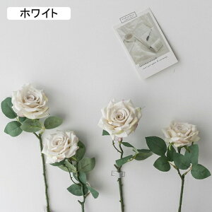   CeA  o 4{ ͂Ȃ Q   ItBX ̓  a j JXj  EFfBO p[eB[ v[g ʐ^ A[gt