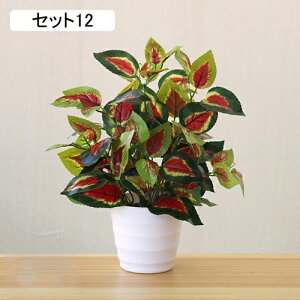 tFCNO[ lHϗtA A ~͐A  ~j CeA p  bv炸 Vzj Vj z Mtg 蕨 ItBX z[   e[u 