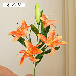 ͂Ȃ {  IW   5 1 ꂢ  iX ʐ^Be p  ̓Mtg  ԑ t[ u[P sv  