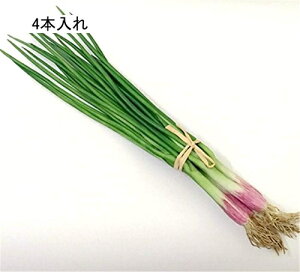 tFCNt[h lM ܂Ŗ{  Vbg tFCNC~e[V HiTv IuWF u  { ͌^ CeA fBXvC ܂܂ wZ s  (4