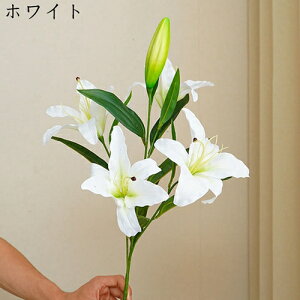 ͂Ȃ {    5 1 ꂢ  iX ʐ^Be p  ̓Mtg  ԑ t[ u[P sv  