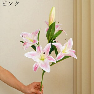 ͂Ȃ {    5 1 ꂢ  iX ʐ^Be p  ̓Mtg  ԑ t[ u[P sv  