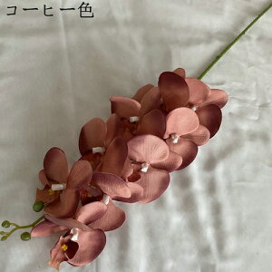  IVW[   { sv  ͂Ȃ  ʐ^Be j v[g a p  ̓Mtg u[P hCt[