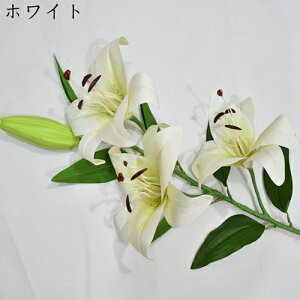  ͂Ȃ  {   ̓Mtg LO  { sv  t[ 뉀 Ԍ|p v[g  iX ԑ VN