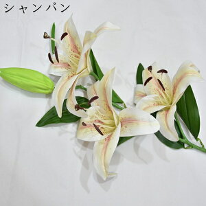  ͂Ȃ  {   ̓Mtg LO  { sv  t[ 뉀 Ԍ|p v[g  iX ԑ VN