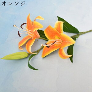   ͂Ȃ {   ̓Mtg LO  { sv  t[ 뉀 Ԍ|p v[g  iX ԑ VN