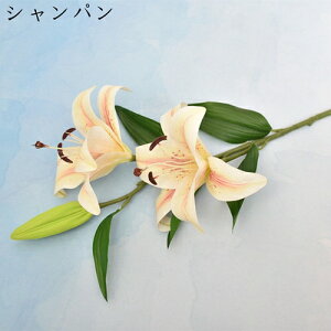   ͂Ȃ {   ̓Mtg LO  { sv  t[ 뉀 Ԍ|p v[g  iX ԑ VN