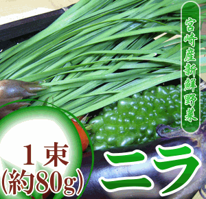 楽天市場 九州 ニラ 宮崎産にら １束 色々な料理に使える風味抜群の国産ニラ 野菜 南九州産 やさい お取り寄せ おとりよせ 九州野菜 グルメ ギフト プレゼント 贈り物 喜ばれる お祝い 還暦祝い 父母 新鮮野菜 お土産 誕生日プレゼント 長寿祝い 退職祝い 健康 国内