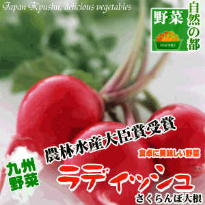楽天市場 野菜 九州 無農薬栽培宮崎産ラディッシュさくらんぼ大根5本前後今夏のお買い得お薦め野菜 名前からもユニークなサラダに使える野菜 二十日大根 生野菜 サラダ食材 南九州産 お取り寄せ だいこん 九州野菜 国産 無農薬野菜 お土産 健康 タマチャン