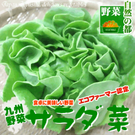 【野菜 九州】福岡産サラダ菜柔らかい食感の美味しい九州野菜【バターヘッド】【野菜 九州】【生野菜】【サラダ食材】|南九州産 やさい お取り寄せ おとりよせ 国産 ギフト 贈り物 喜ばれる お祝い 還暦祝い 父母 新鮮野菜 お土産 誕生日プレゼント 長寿祝い