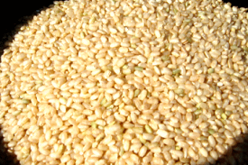 国産玄米の真の実力！発芽玄米3000g量もたっぷり！