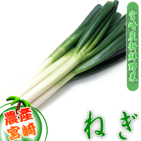 【野菜 九州】九州県産白ねぎ只今のネギは、地元生産者からの直接仕入れです。即日朝集荷の分を発送いたします!新鮮で良品の白ネギ1束(2〜3本)|南九州産 やさい お取り寄せ おとりよせ 九州野菜 国産 ギフト 贈り物 野菜 やさい お取り寄せグルメ