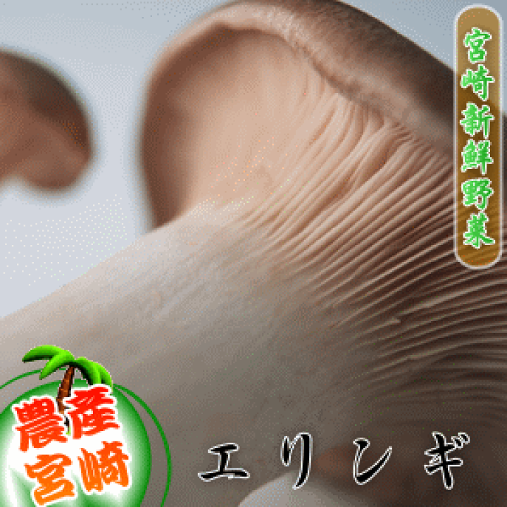 楽天市場】エリンギ (1パック) ○2本〜3本入り(宮崎県産 楽天市場】エリンギ (1パック) ○2本〜3本入り(宮崎県産