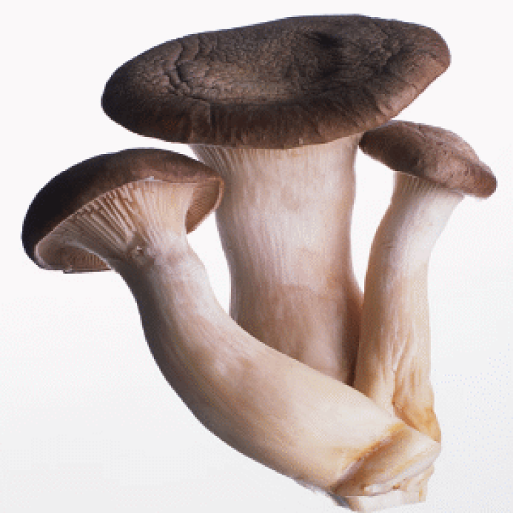 楽天市場】エリンギ （1パック） ○2本〜3本入り（宮崎県産