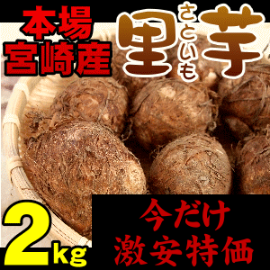 楽天市場 里芋の本場 宮崎の温暖な気候と清らかな水で育んだ美味しい新サトイモをお届け 里芋 さといも サトイモ Smtb Ms 南九州産 やさい お取り寄せ おとりよせ 九州野菜 国産 ギフト 贈り物 喜ばれる お祝い 還暦祝い 父母 お土産 誕生日プレゼント
