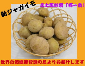 新じゃがいも　徳之島特産『春一番』M～LL玉　混載　5Kg